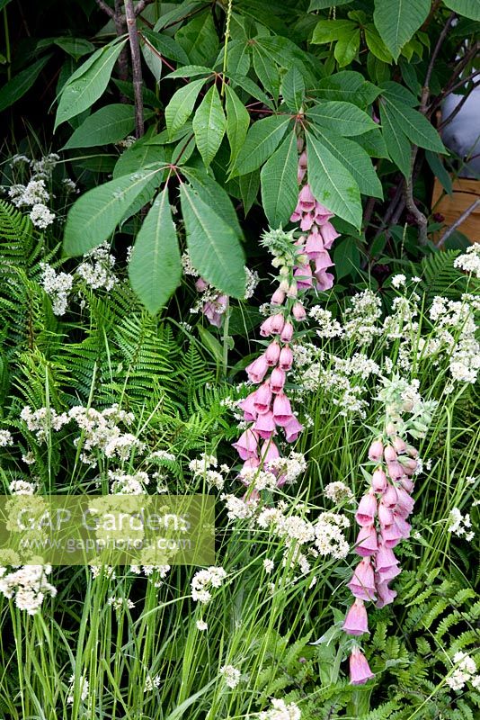 Digitalis x mertonensis and Luzula nivea in 'The Land's End Across The Pond Garden' - RHS Chelsea Flower Show 2011. 