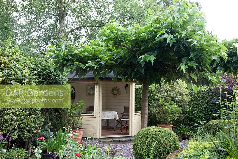 Summerhouse and Morus nigra - Mulberry tree in mediterranean style garden