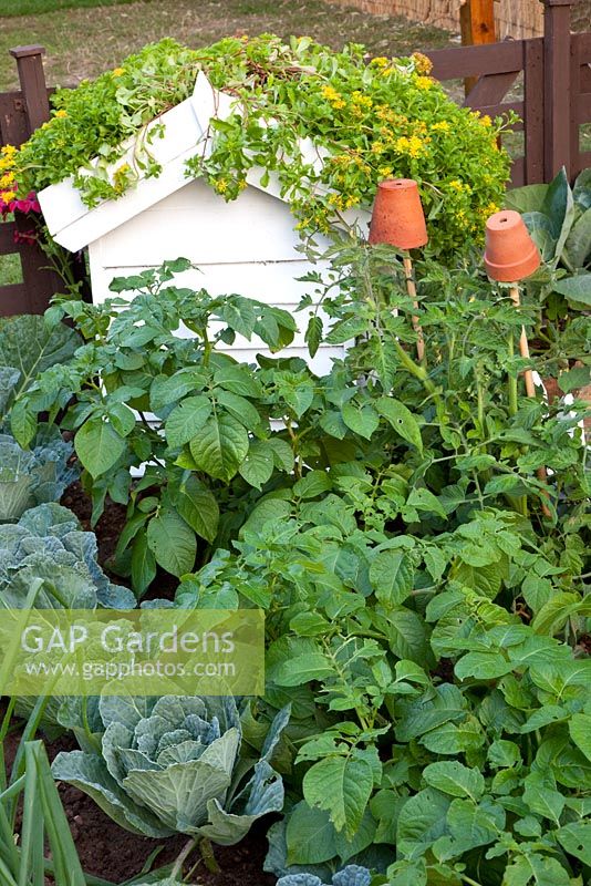 Compost bin with living roof in vegetable garden 