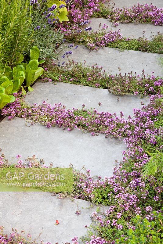 Flowering Thyme planted between paving slabs in path - An urban harvest garden - Hampton court 2011