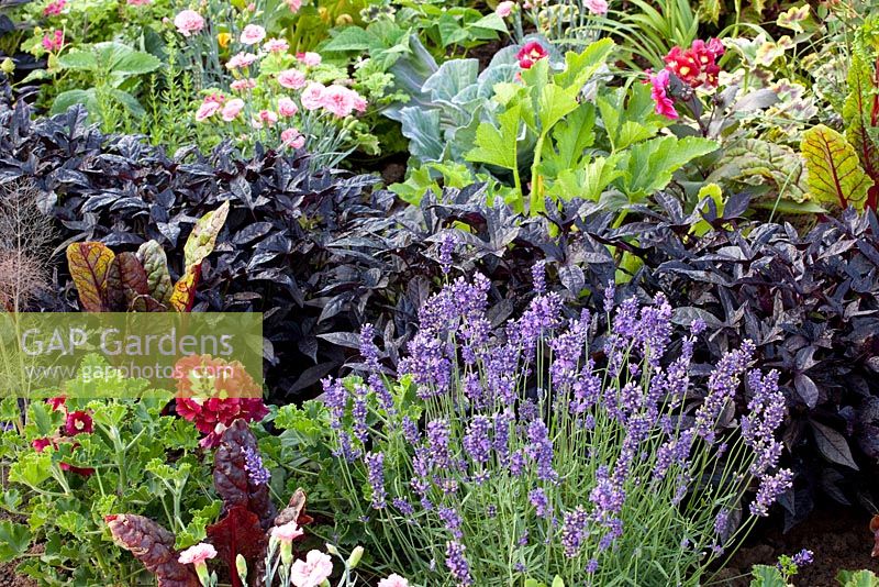 Edible mixed summer border of vegetables and herbs 