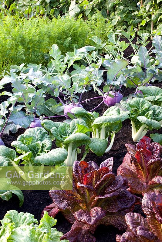 Brassica Kolibri - Kohl rabi, Brassica rapa chinensis 'Giant Green' - Chinese Cabbage, Lactuca sativa 'Nymans' - Lettuce and Daucus carota - Carrots
