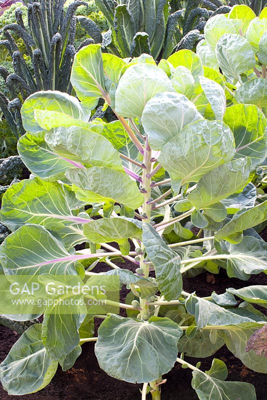 Brasica oleracea - Brussels Sprouts 'Brilliant'