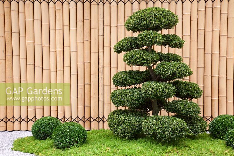 Cloud-pruned Ilex crenata, Buxus sempervirens balls and bamboo fence in the Japanese themed garden - 'Less and More' - RHS Hampton Court Flower Show 2011
 
 