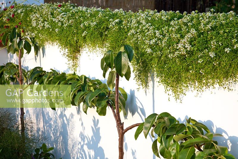 Espaliered fruit trees with Thymus - Thyme planted in a trough on top of a wall  - 'The Potential Feast' garden - RHS Hampton Court Flower Show 2011 
 