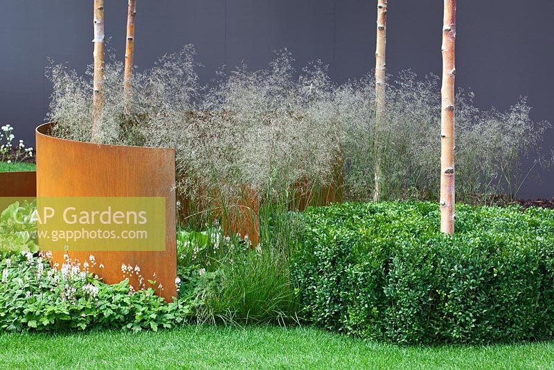 Betula albosinensis underplanted with mixed grasses and perennials including Deschampsia cespitosa 'Bronzeschleier', Buxus sempervirens, Bergenia cordifolia and Tiarella cordifolia with curved corten steel structures -  'I am, because of who we are' garden - RHS Hampton Court Flower Show 2011