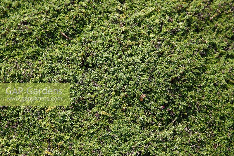 Thymus serphyllum - Thyme 