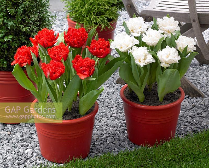 Tulipa 'Anfield', Tulipa 'White Ice' in pots
