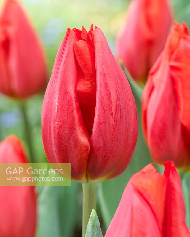 Tulipa 'Frohnleiten'