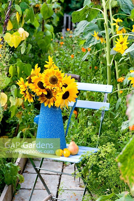 Helianthus annus - Sunflowers in blue enamel jug on blue chair with pears and tomatoes