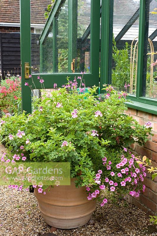 Large container of scented Pelargoniums with Calibrachoa 'Million bells' by greenhouse - Woodpeckers, Essex NGS