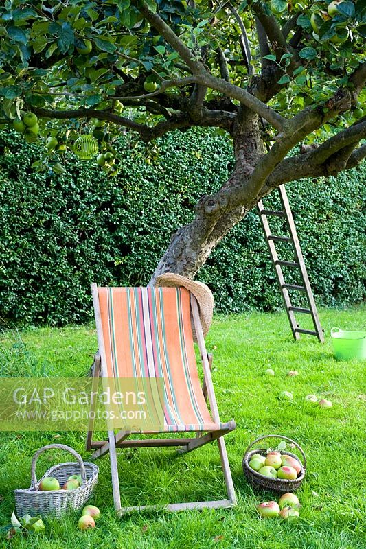 Deckchair and apple tree, straw hat and baskets of apples