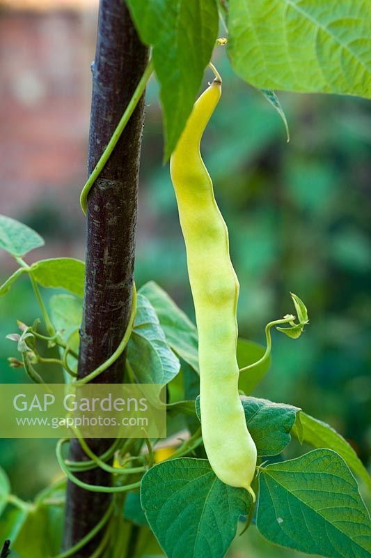 Phaseolus vulgaris 'Goldfield' - Climbing French Beans 