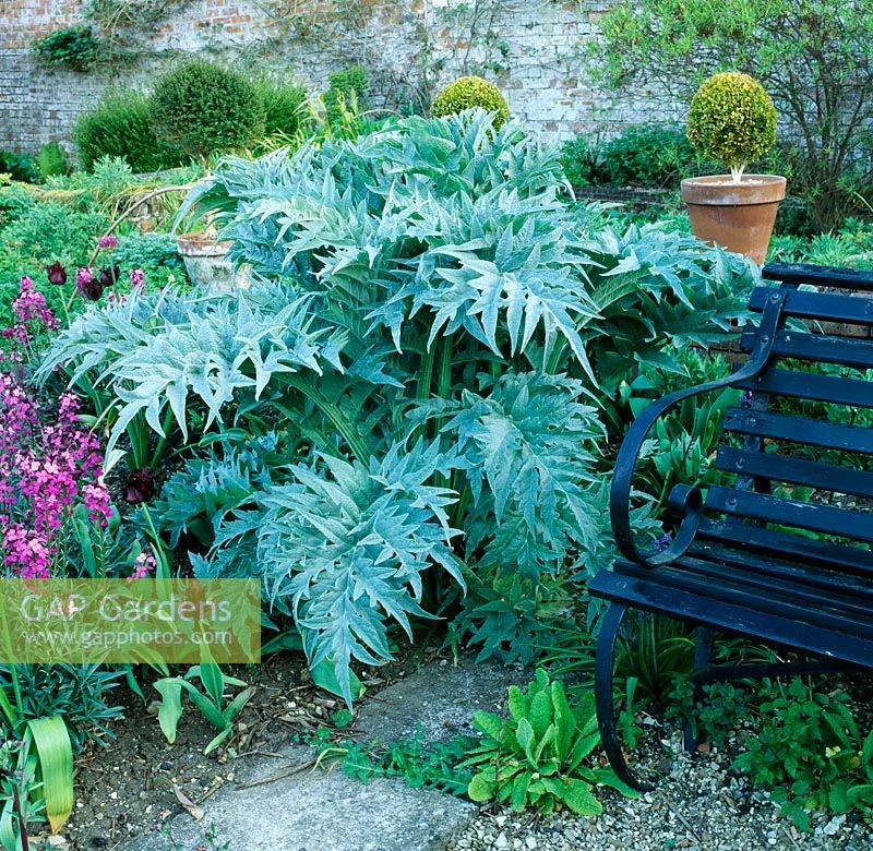 Cynara cardunculus next to a bench with Erysimum 'Bowles Mauve' and Tulipa 'Black Parrot' - Hadspen garden, Somerset