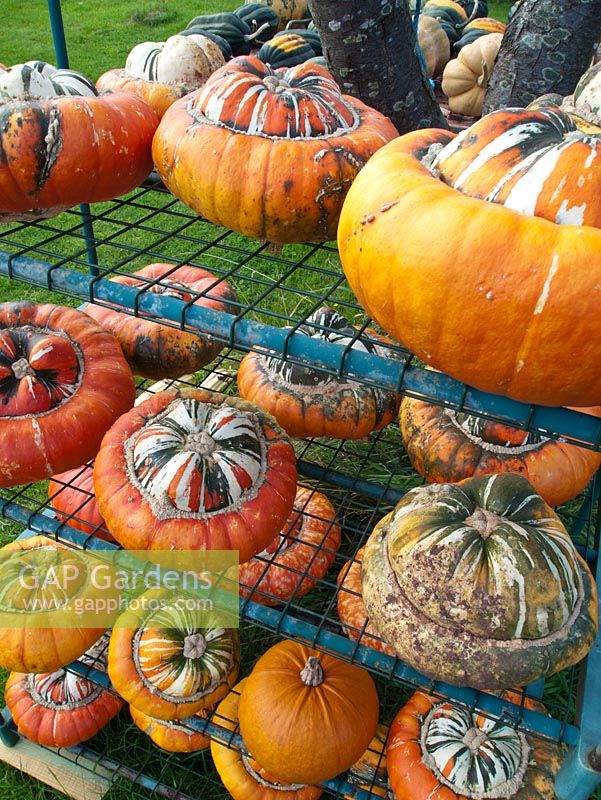 Cucurbita - Turk's Head Pumpkins being stored in autumn