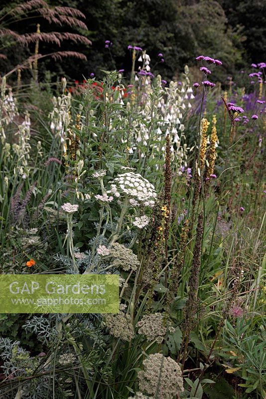 Galtonia candicans and Seseli gummifera in the stone garden in Holbrook garden during July