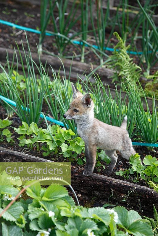 Vulpes vulpes - Fox cub standing on raised bed vegetable garden