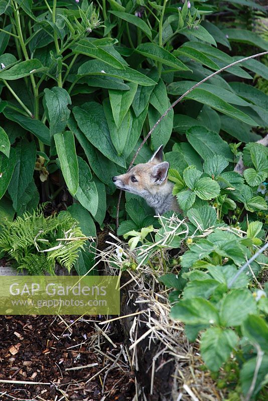 Vulpes vulpes - Fox cub sitting in raised bed vegetable garden