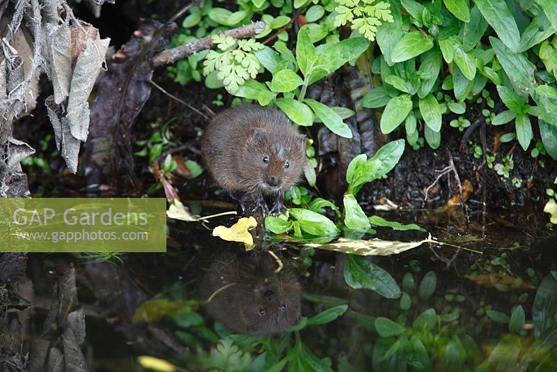 Arvicola terrestris - Water vole youngster feeding at waters edge