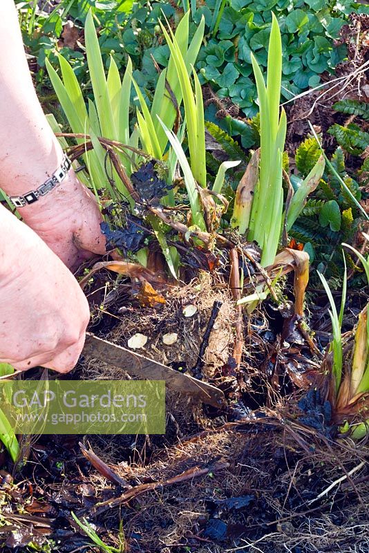 Dividing a water Iris - Step 1 - lift and divide using an old bread knife