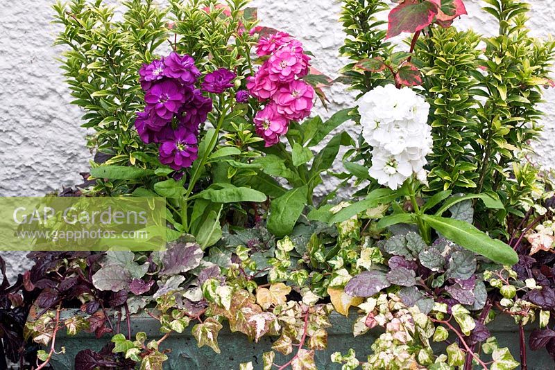 Summer container trough with Matthiola, Euonymus, Ajuga, Hedera and Houttuynia