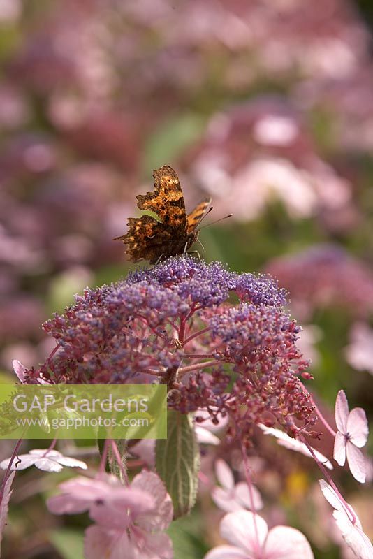 Hydrangea villosa 'Spinners' with Polygonia c-album
  - Comma Butterfly
