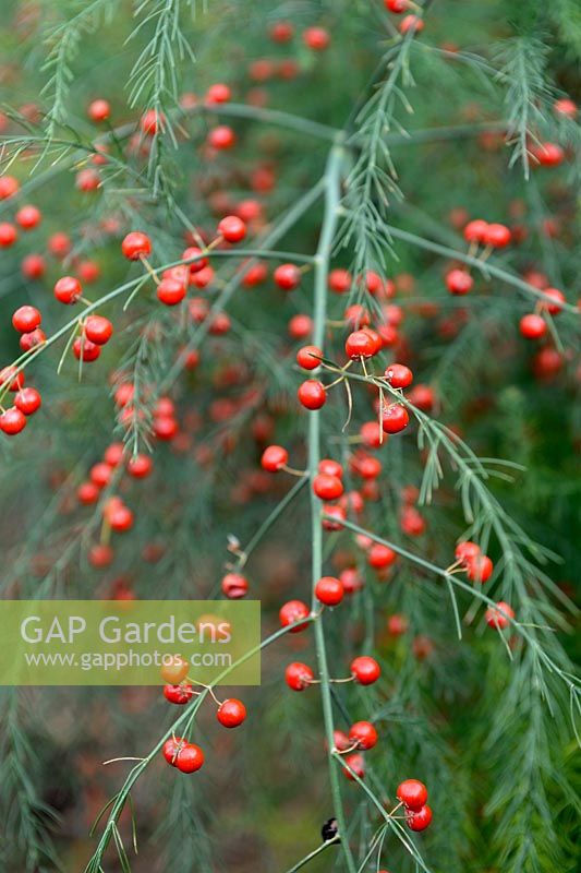 Asparagus officinalis with berries in autumn