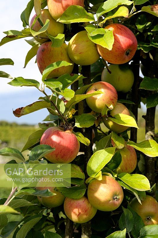 Malus - Apple 'Reine des Reinettes' on tree