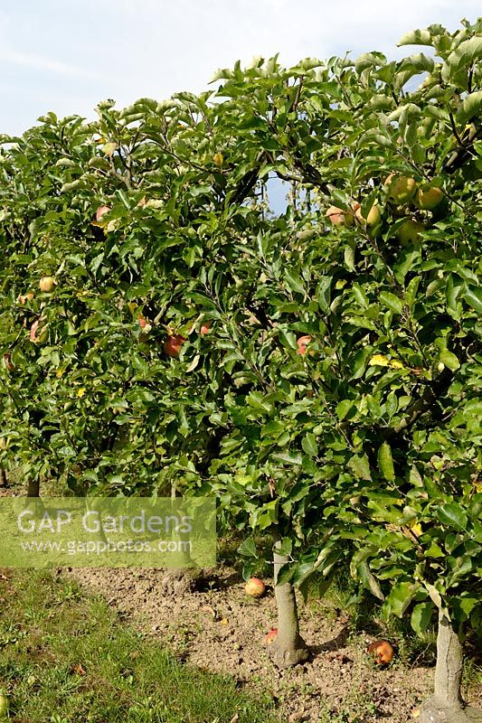 Malus 'Jonagold' - Espalier trained Apple tree