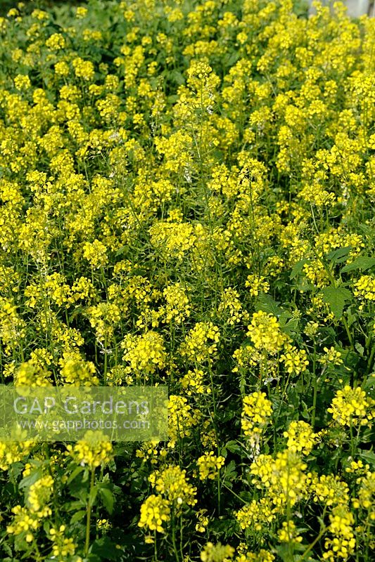 Sinapis alba - White Mustard can be used as green manure, October