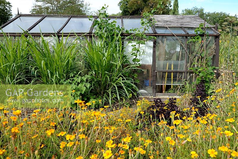 Greenhouse in vegetable garden in late summer