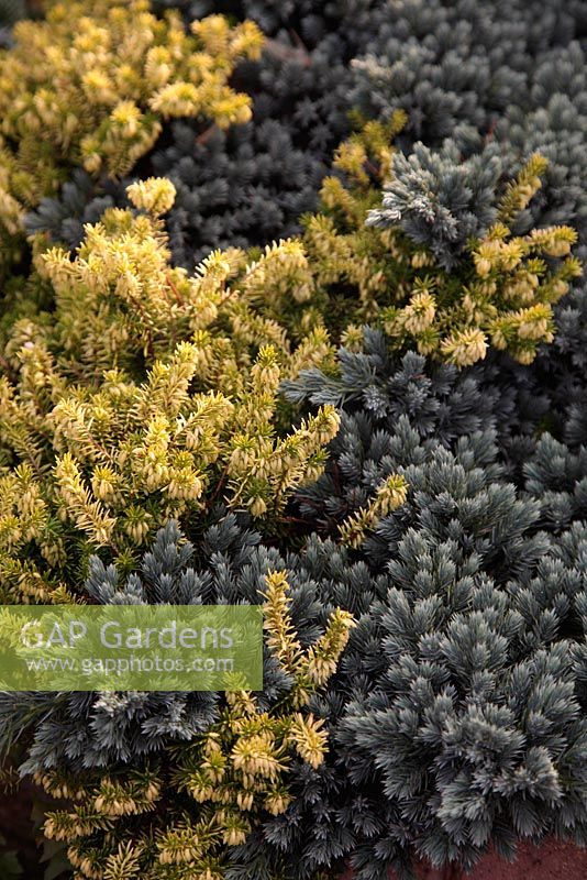 Juniperus squamata 'Blue Carpet' AGM with Erica carnea f. alba 'Golden Starlet' AGM