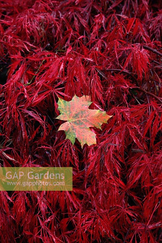 Acer palmatum var. dissectum 'Inaba-shidare' AGM - autumn foliage colour with leaves of Acer platanoides - Norway Maple