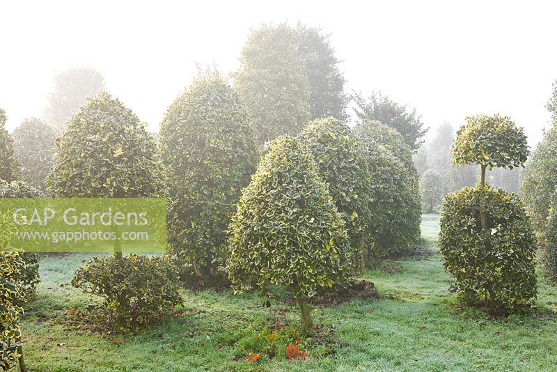 Clipped topiary shapes of Ilex altaclerensis 'Golden King' - Highfield hollies 
