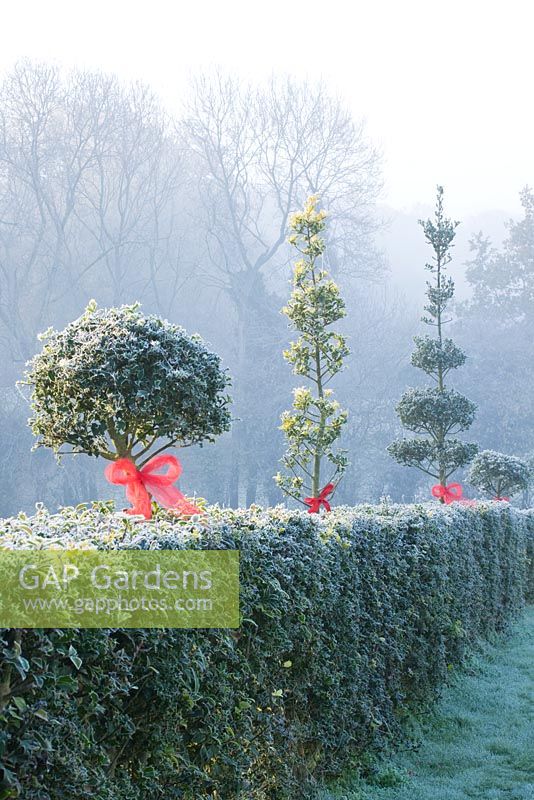 Ilex - Holly hedge and topiary decorated with red ribbons and baubles in frost - Highfield hollies 
