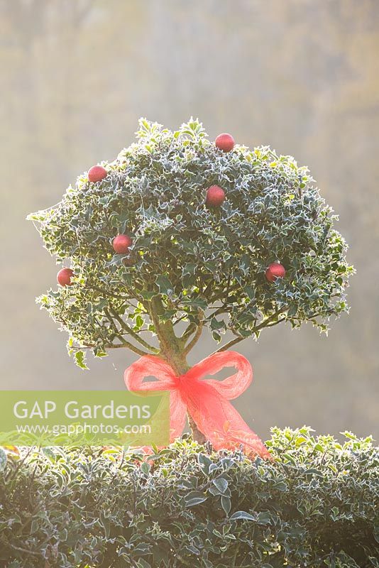 Ilex - Holly hedge and topiary decorated with ribbon and baubles in frost
