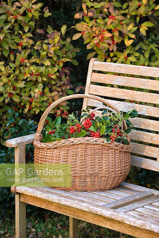 Wooden bench and basket with Ilex - Hollies