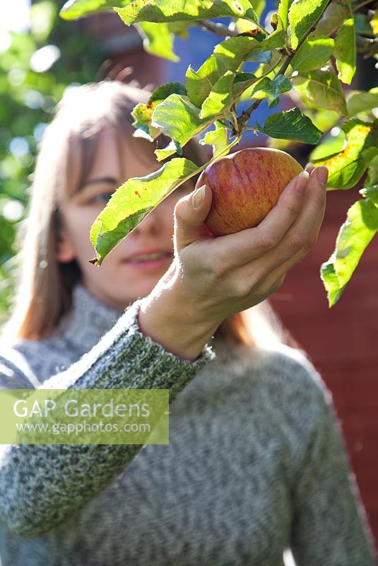 Woman picking Apples 