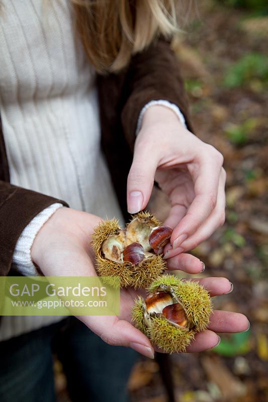 Woman holding Castanea sativa - Chestnuts