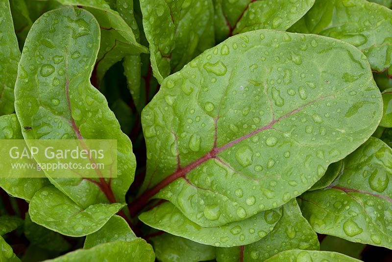 Beta - Chard 'Charlotte' - A variety ideal for use as baby leaves
