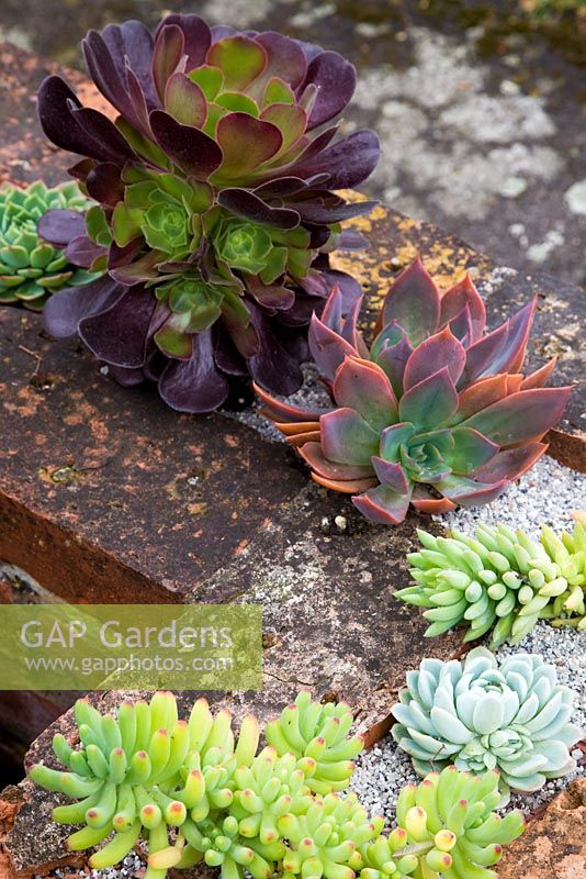 Collection of succulents planted in low wall including Echeveria and Aeonium - Pine House