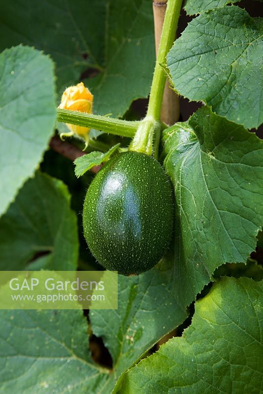 Cucurbita - climbing Ornamental Gourd foliage supported with bamboo canes
