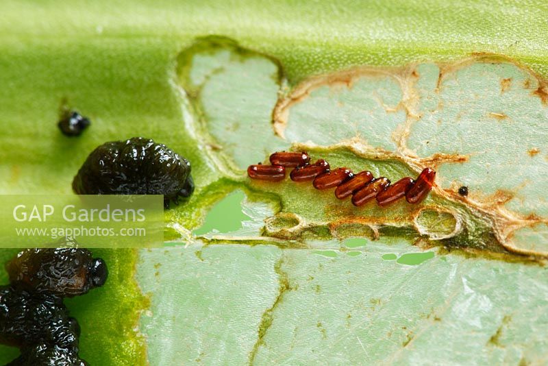 Lilioceris lilii  - Lily beetle. Larvae and eggs on underside of partly eaten lily leaf