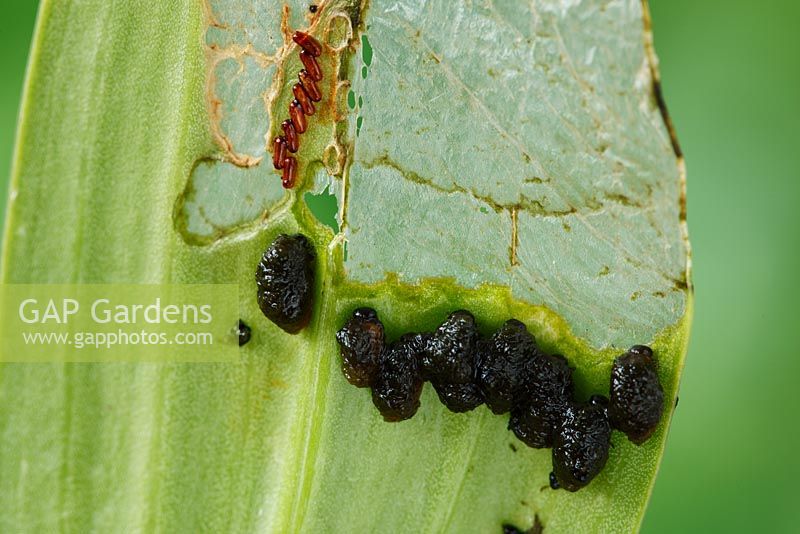 Lilioceris lilii - Lily beetle. Larvae and eggs on underside of partly eaten Lily leaf
