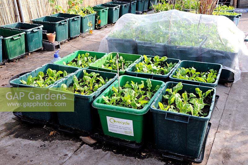 Chard growing in recycling bins issued by Haringey Council and located at FOOD from the SKY a permaculture food growing and educational initiative on the roof top of Thornton's Budgens supermarket, Crouch End, North London, UK