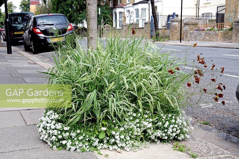 Variegated ornamental grass with Alyssum planted in a tree pit on the pavement of a residental street in Hackney, London, England, UK
