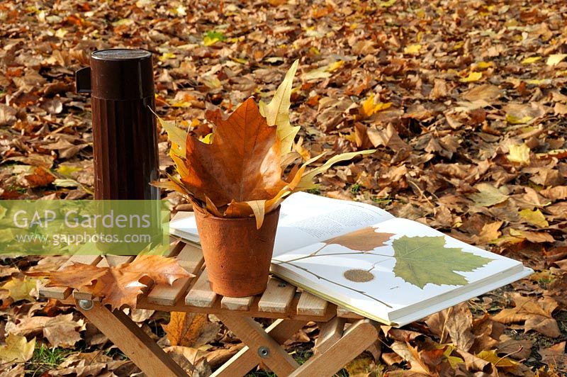 Using a book to identify the leaves of Platanus x hispanica, London Plane tree.  Leaves displayed in an old terracotta pot with vintage dark brown vacuum flask on small table with autumn leaves in background
