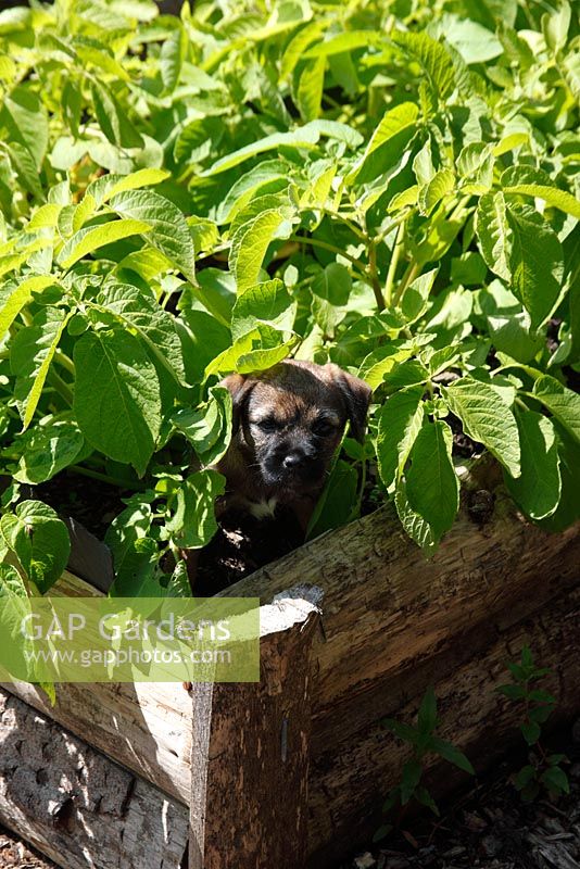 Border Terrier puppy in raised Potatoes bed