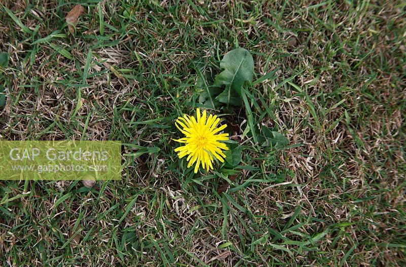 Taraxacum officinale - Dandelion flower in lawn