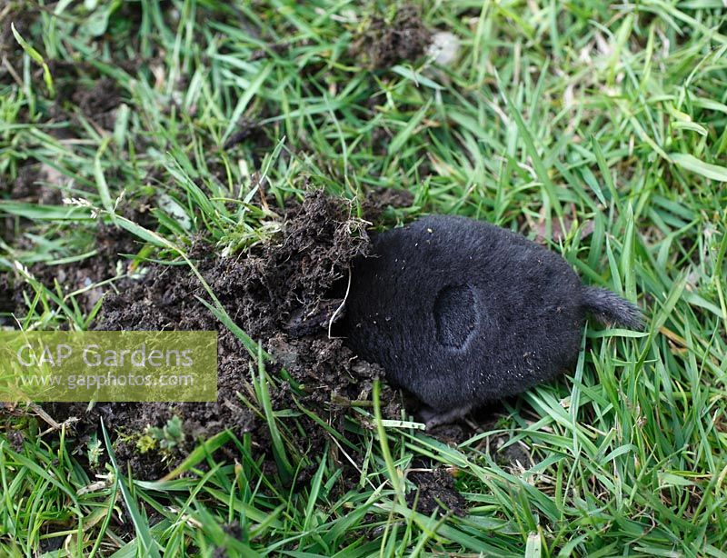 Talpa europaea - Mole burrowing into lawn side view